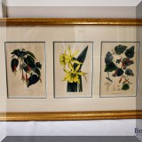 A18. 3 Framed botanicals. 16.5&rdquo; x 28.5&rdquo; 